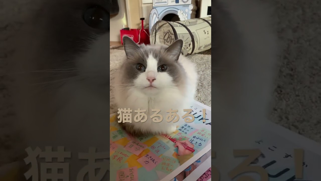 猫あるある ラグドール 新聞とかの上に 邪魔猫 猫動画 猫かわいい動画 猫癒し動画 猫カフェ気分 もふもふ ぬいぐるみ猫  小さいラグドール チルタイム @minamin.ch.2022
