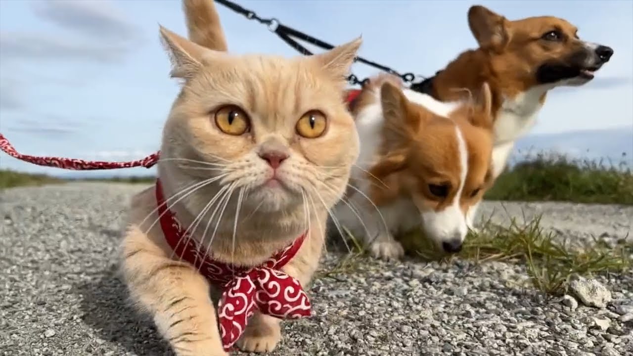 マンチカン×コーギー！3兄妹の日常が可愛すぎた