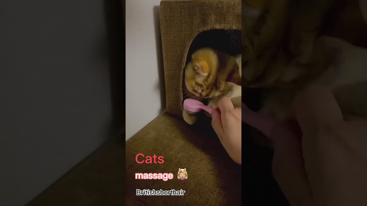 Cats massage 💆🏼‍♀️ [Cat] [Cats] [Britishshorthair] [猫] [ねこ] [ブリティッシュショートヘア] [고양이] #shorts