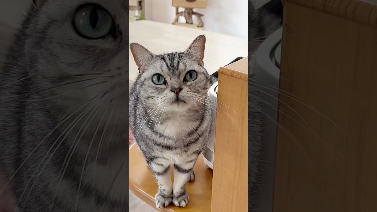 メンバーシップであなたを待ってるわ🌹 #shorts