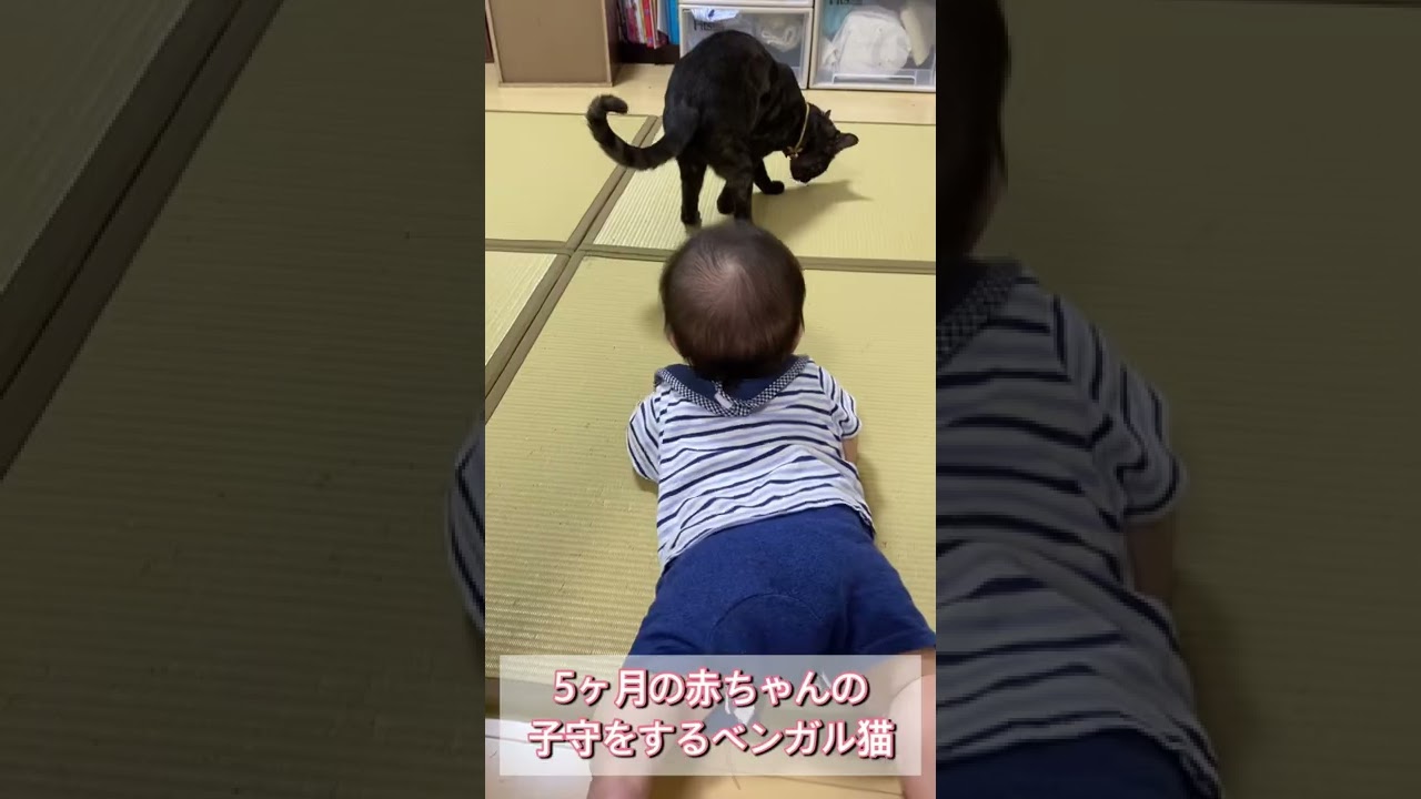 ５ヶ月の赤ちゃんの子守りをするベンガル猫