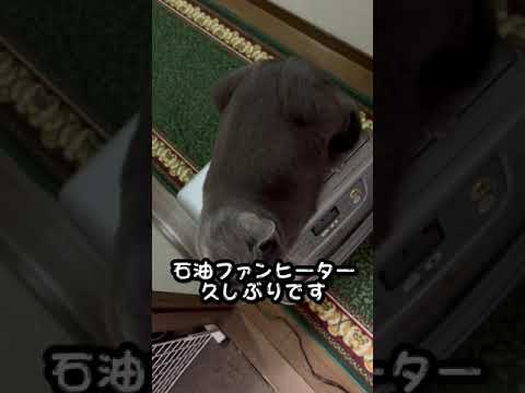 【ロシアンブルー】めろんのお気に入り場所ですが・・😌【猫】#shorts