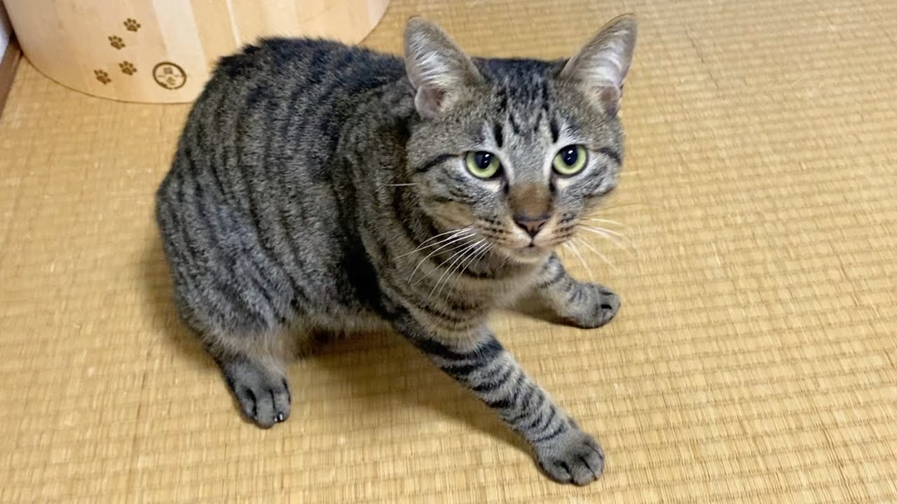 子猫にキスをしまくったら凶暴化して襲ってきた...