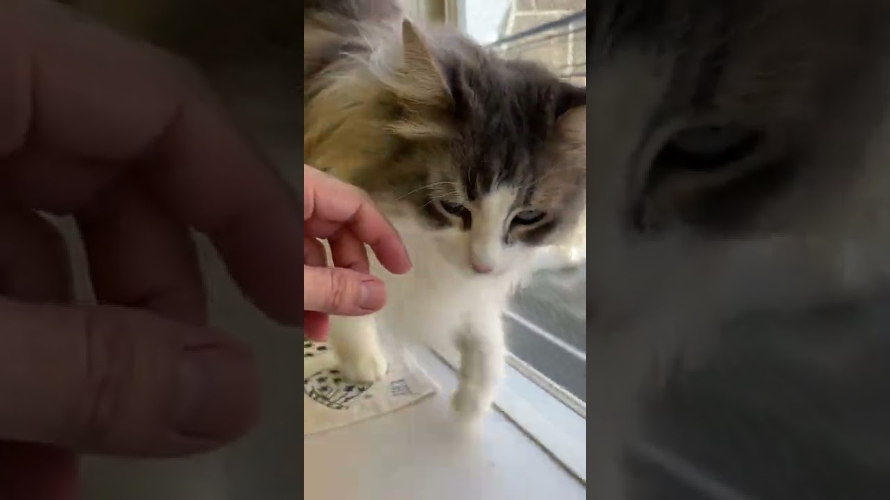 本日の猫ちゃん、ノルウェージャンフォレストキャット