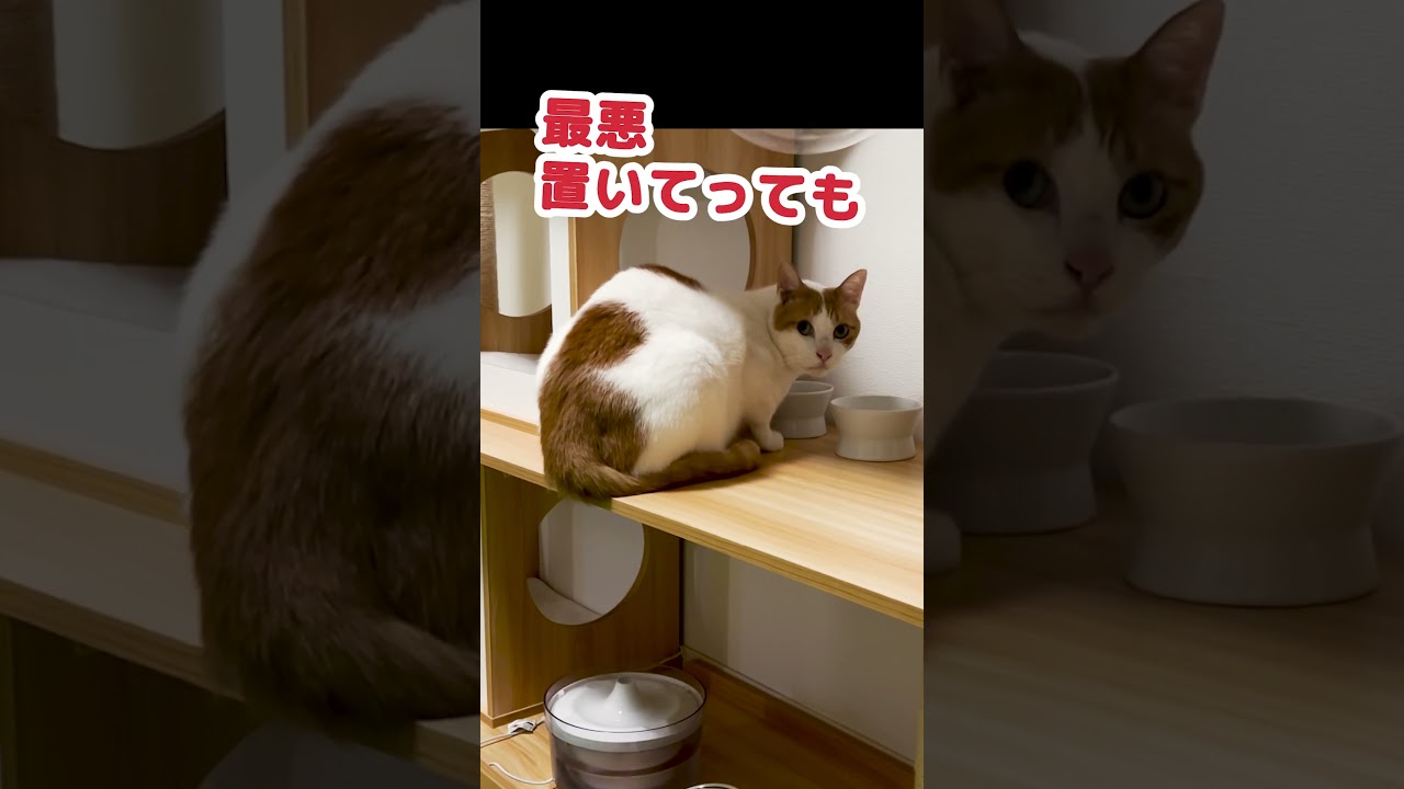 絶対に置いていかれたくない師匠 #Shorts