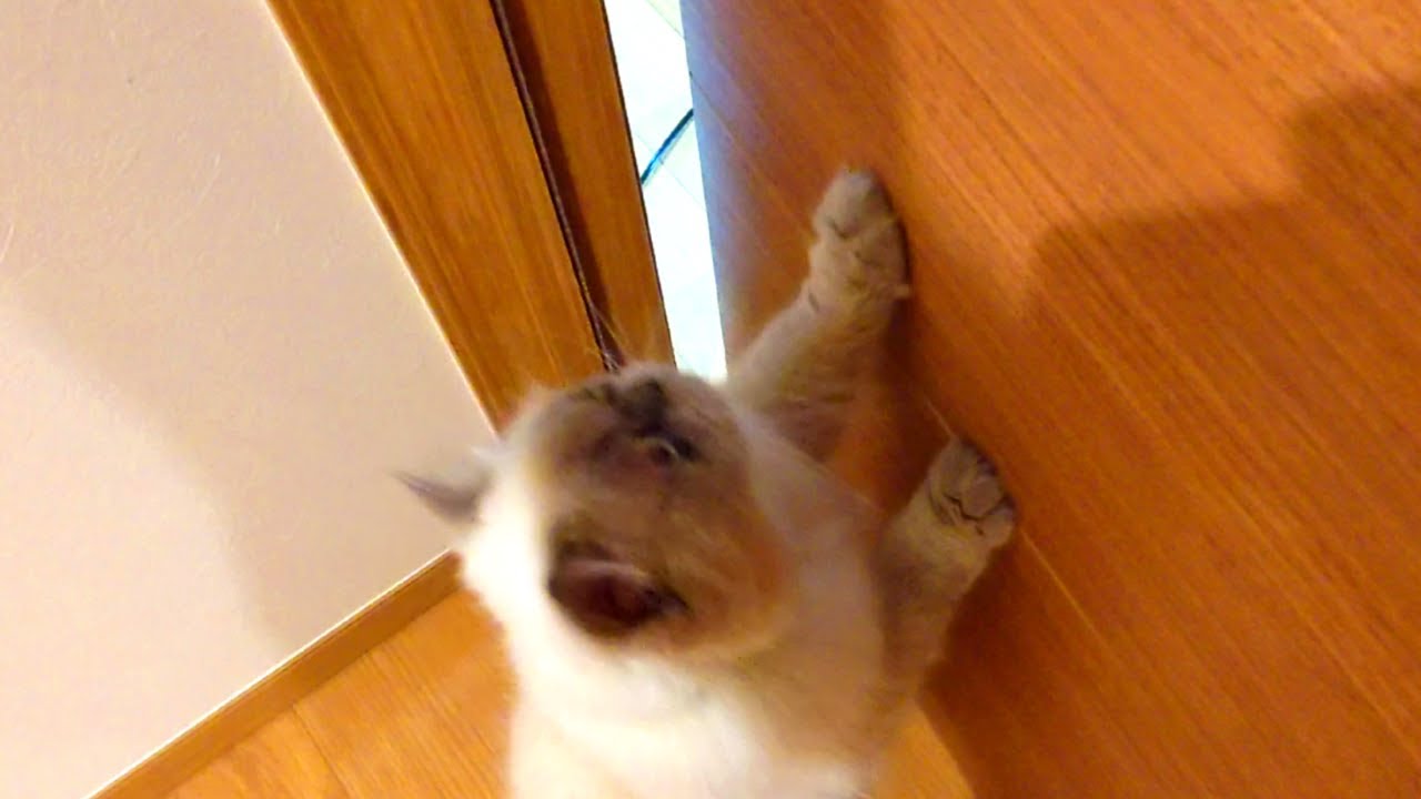 ねこ部屋に入れてよー！【ヒマラヤン猫】