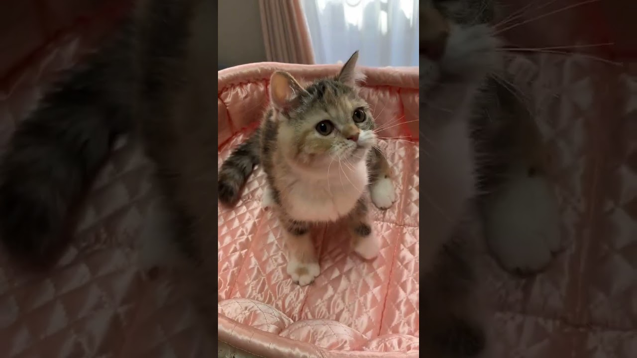 セルカークレックス直毛の子