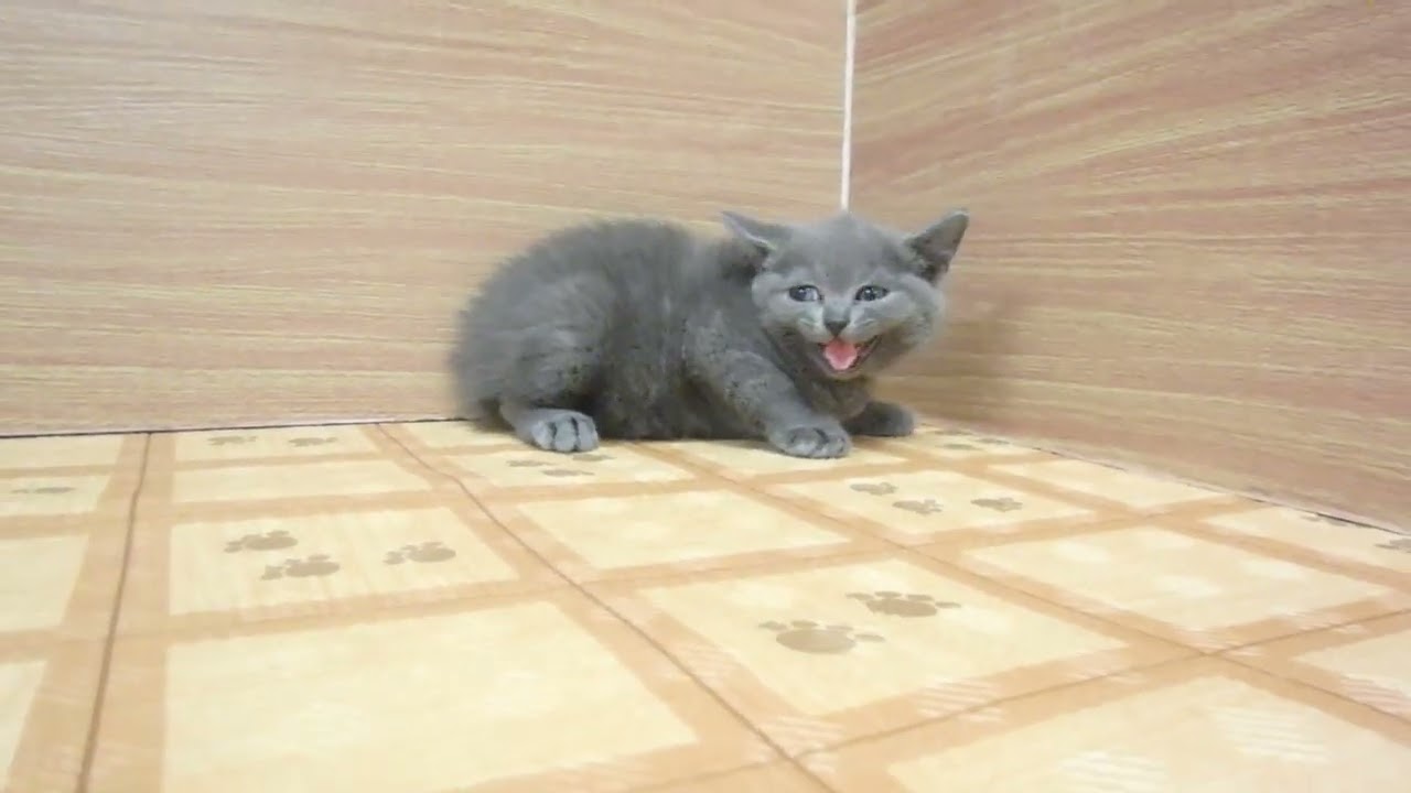 ペットショップcoo&riku No.00622857 ブリティッシュショートヘアー