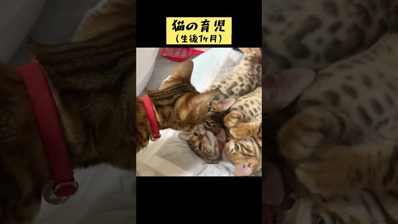 猫の育児（生後1ヶ月）🐈 #shorts