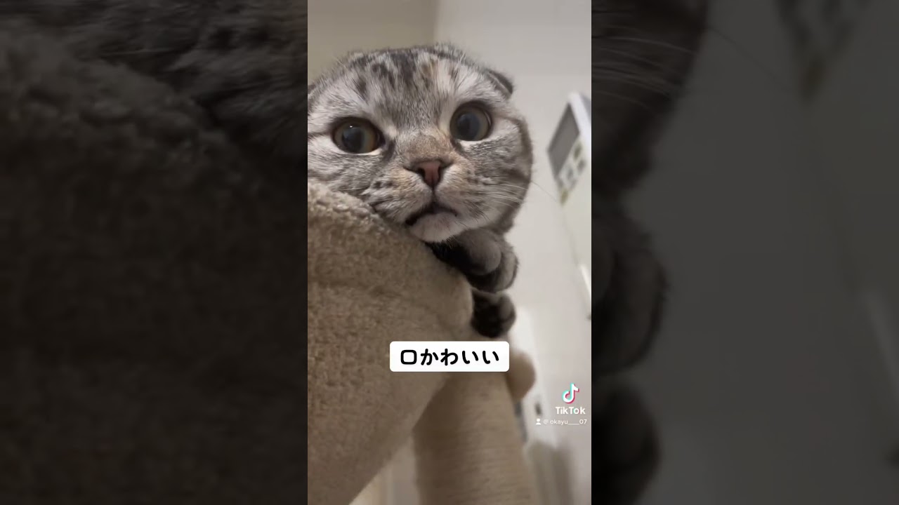 ぴえん #cat #子猫 #猫 #スコティッシュフォールド #癒し