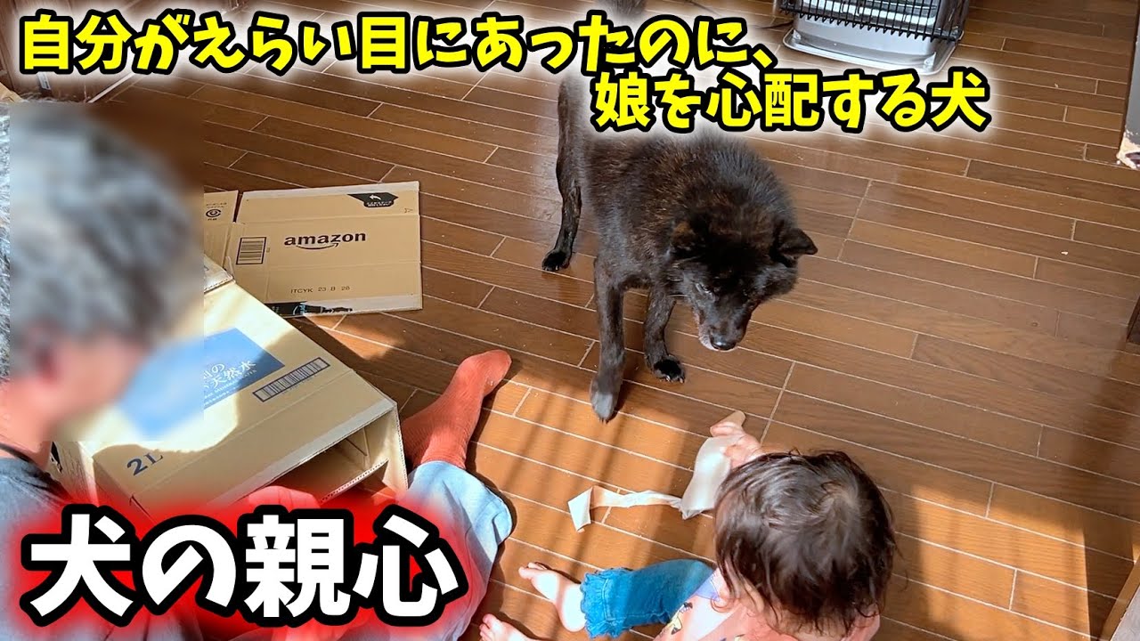 【犬の親心】自分がえらい目にあったのに娘を心配する犬【甲斐犬一休と猫のしずく】