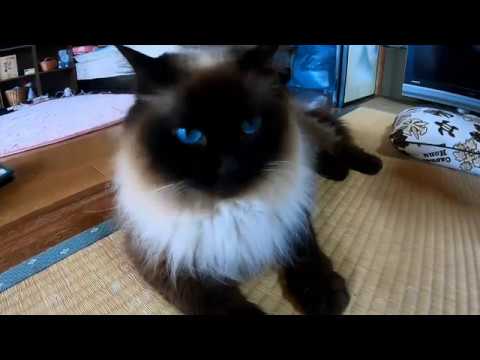 元保護猫 ヒマラヤン ミミちゃんの長トイレ😻