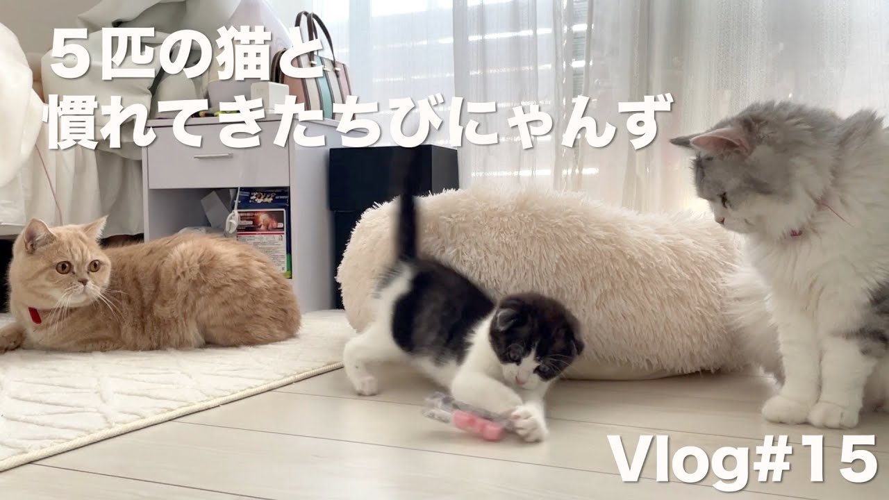【Vlog】ママの部屋で過ごす３匹の子猫｜甘えたすぎる先輩猫