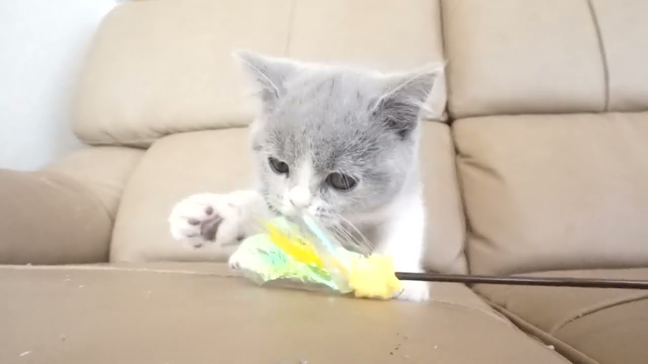 ブリティッシュショートヘアー子猫　British Shorthair　2022.12.20産まれ　ブルー&ホワイト　女の子　シーダキャット猫のお店