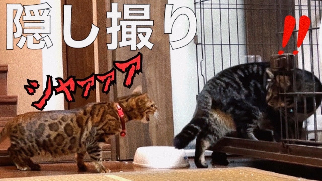 【隠し撮り】先住猫がうちのボス猫にボコボコにされていた件