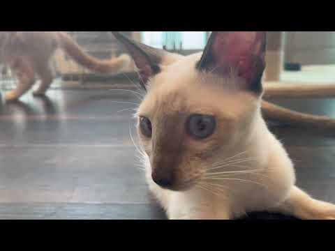 ペットショップCoo&RIKU 598557 トンキニーズ