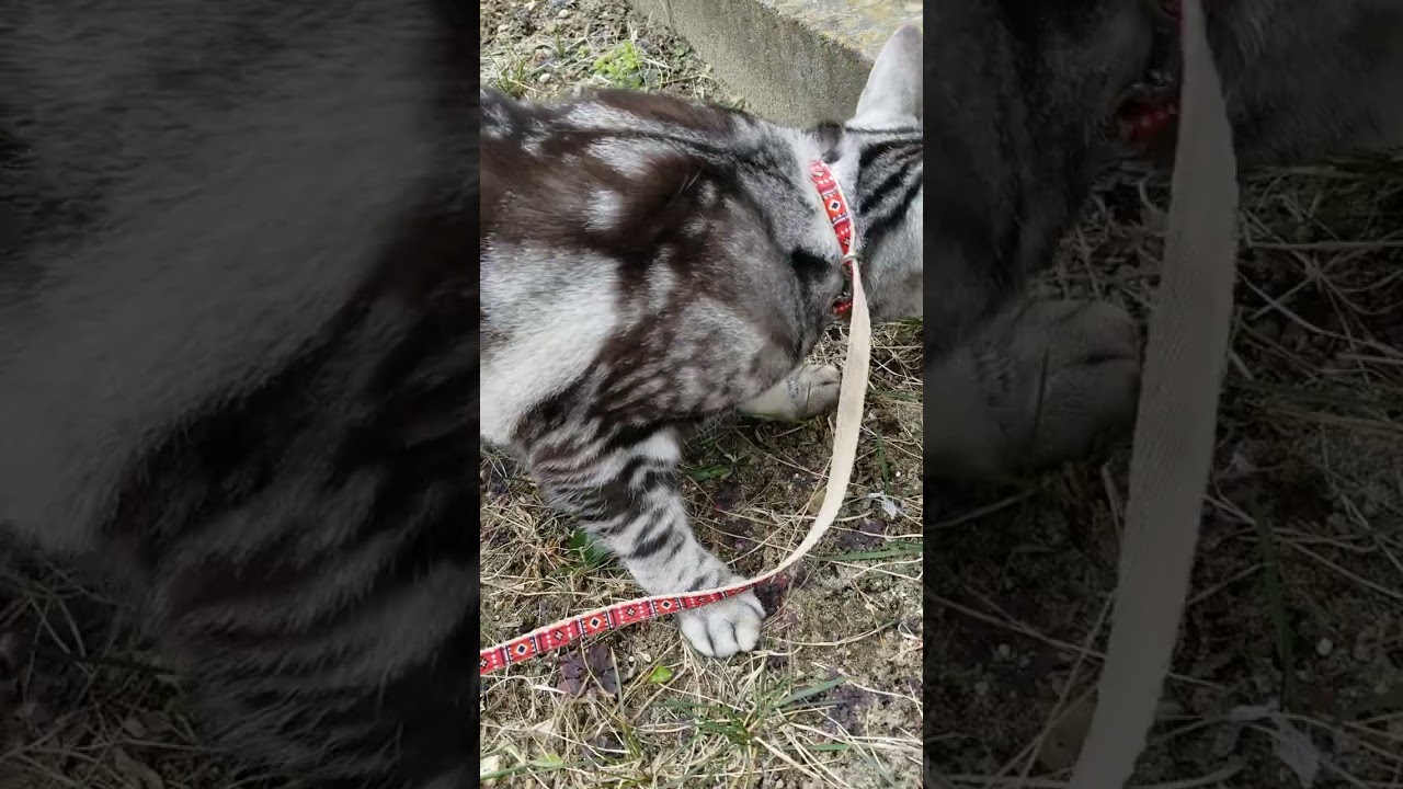 サラダバー食べ放題！？僕も食べたいな#アメリカンショートヘア #保護猫 #メインクーン