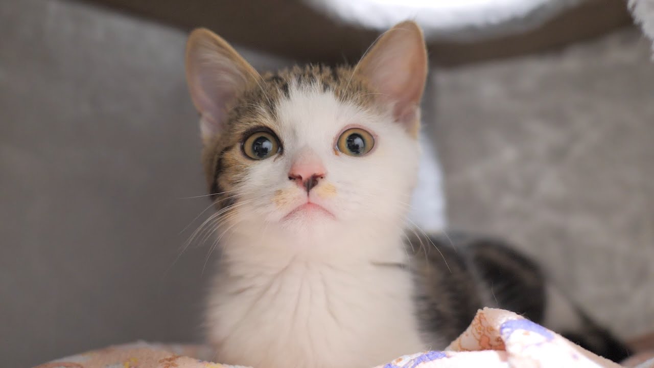 障害のある子猫に人生めちゃくちゃにされた、、毎日泣いてるダメ飼い主でごめんね