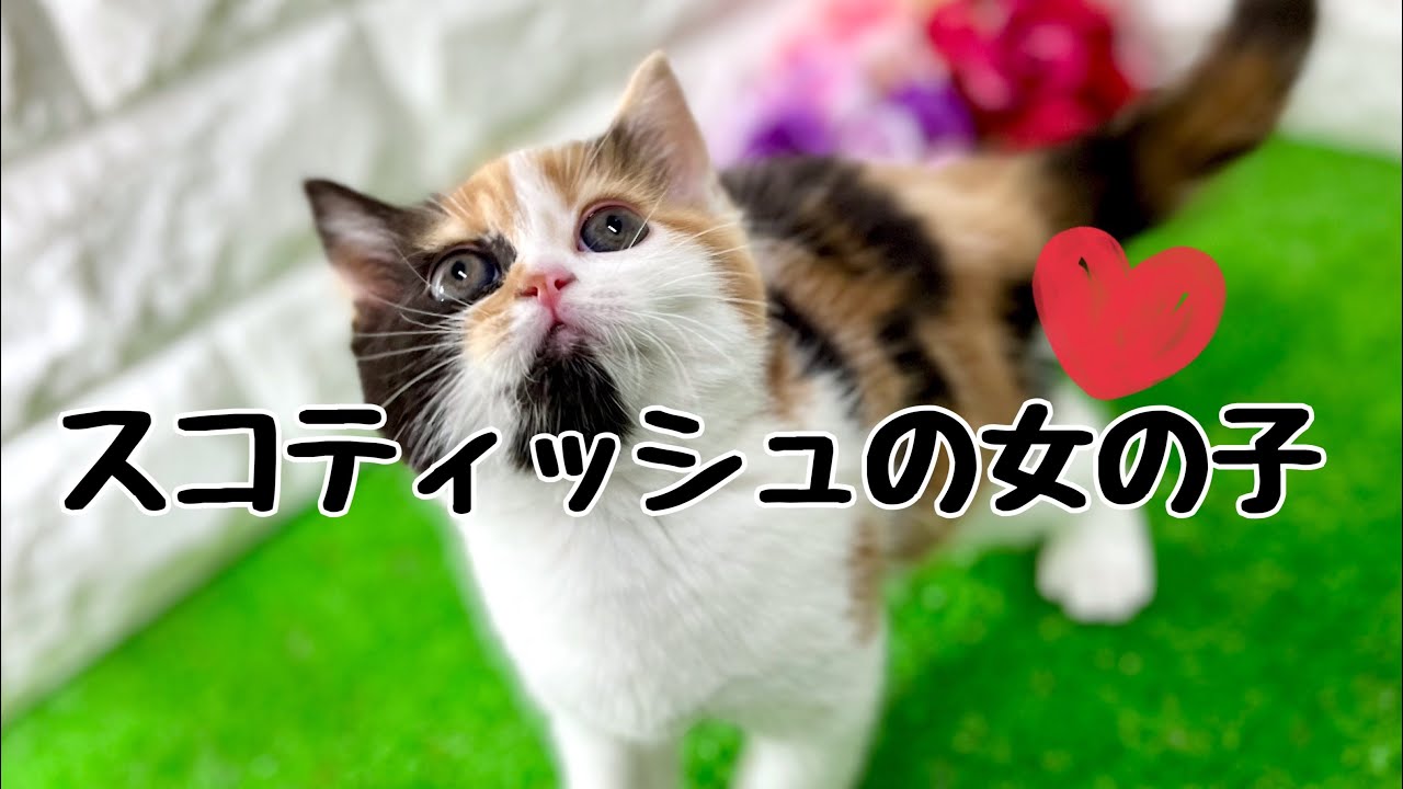 スコティッシュフォールドの子猫　（中之島）