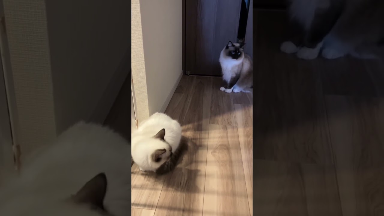 アライグマに似ているラグドールのたぬきみたいな猫達が集合している #ragdoll #ラグドール #ラグドール子猫 #kitten #ねこ #こねこ #アライグマ #たぬき