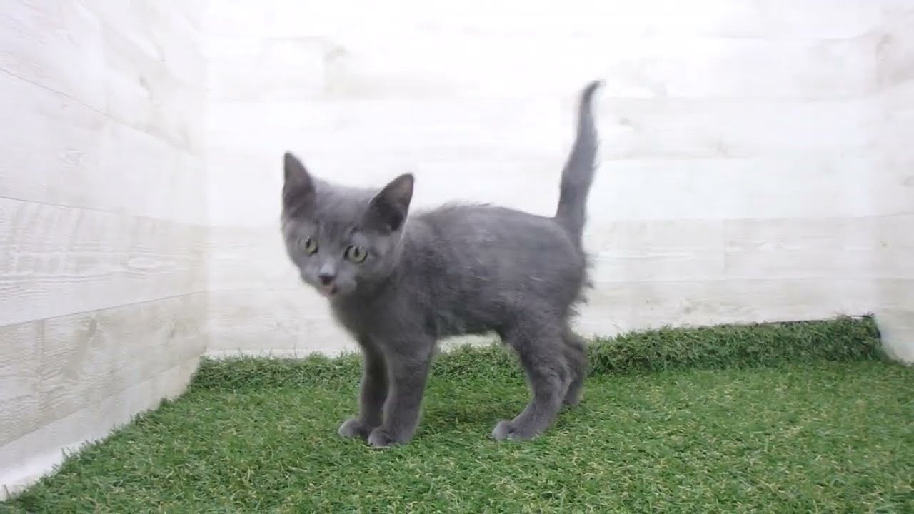 Coo&RIKU　No00623229 ブリティッシュショートヘアー