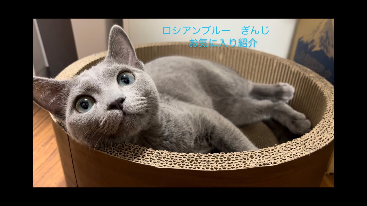 【ロシアンブルー】ぎんじのお気に入り🐱