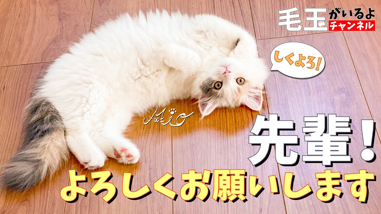 澪ちゃん先輩ネコに会う！よろしくパイセン[１０日目]【サイベリアン】