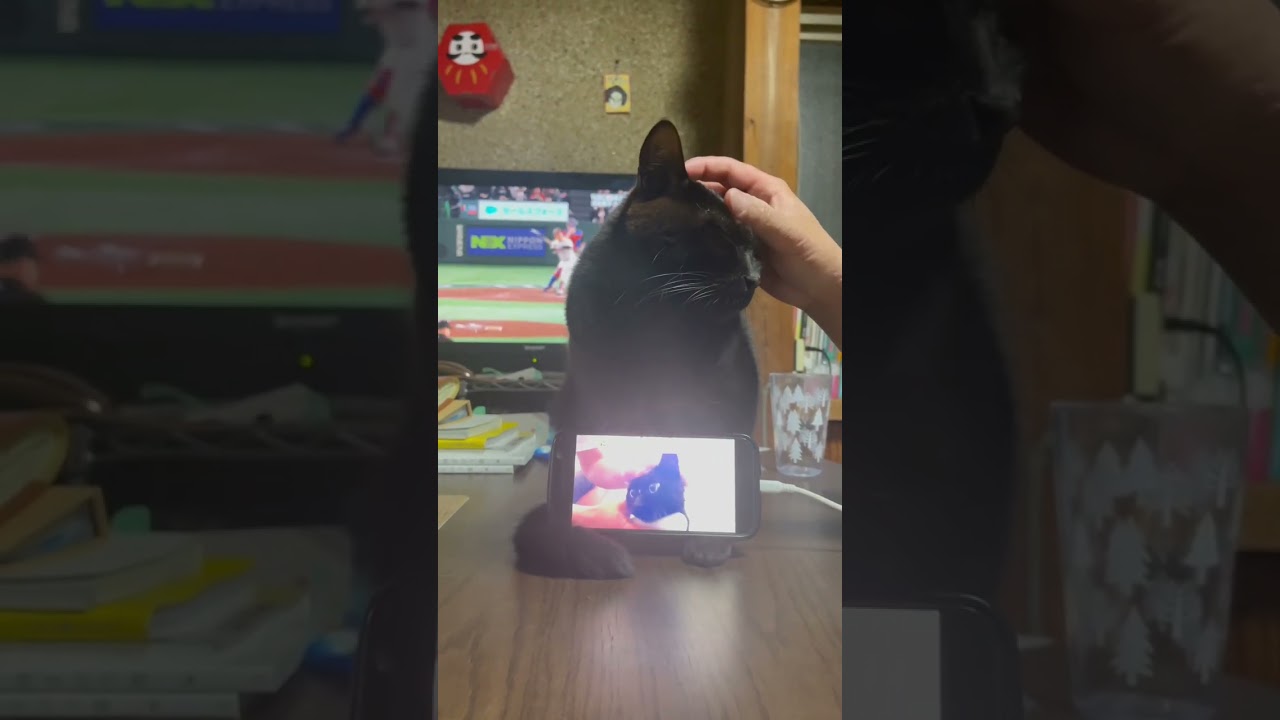 うちのスマホスタンドが可愛すぎる件　Cat phone stand