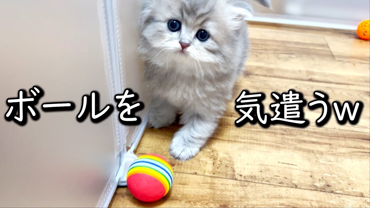【ペルシャの子猫】ボールへの気遣いが凄い子猫ちゃんな件 ∼猫のいる生活Vol.647∼ 出産動画 マンチカン短足・ミヌエット・ペルシャ猫専門ブリーダー『ペット蔵人』【子猫の成長記録】