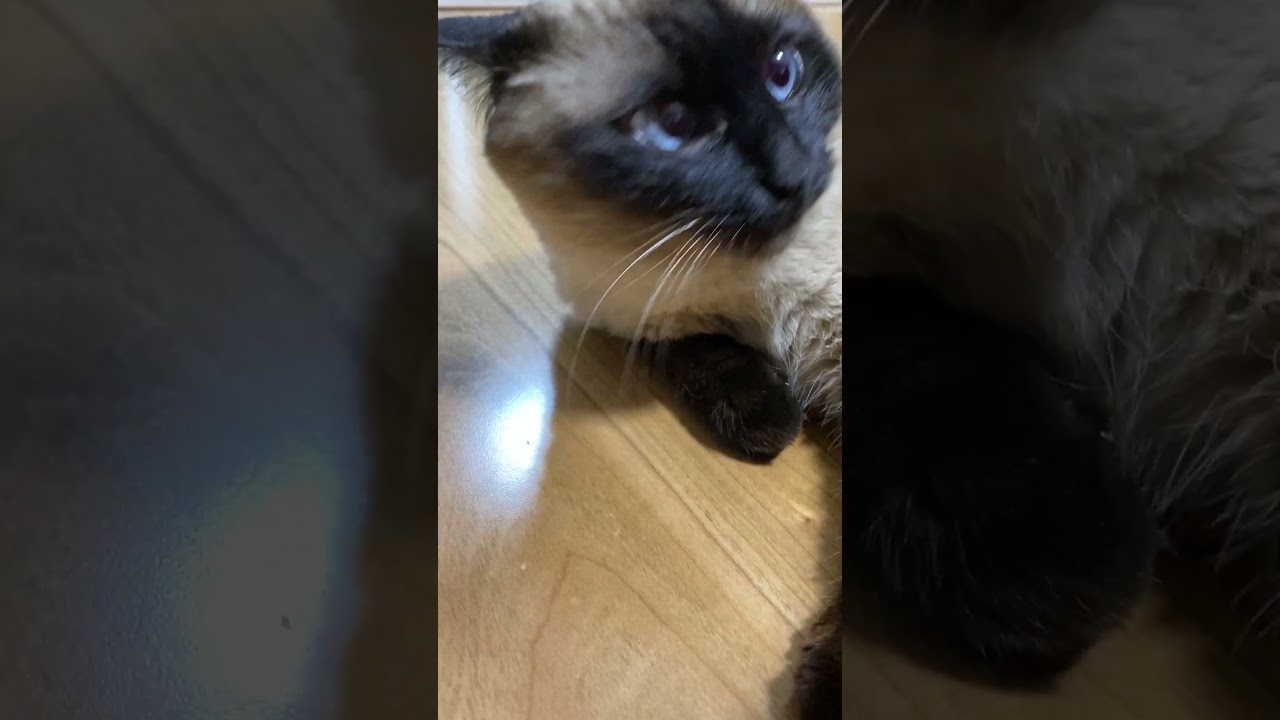 【2023.03.14】今日のシャム猫のふくさん（音無し）【たぬき猫】 #Shorts