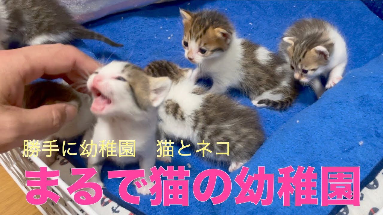 【子猫幼稚園】子猫達の元気な声が止まらない。まるで幼稚園の様です。