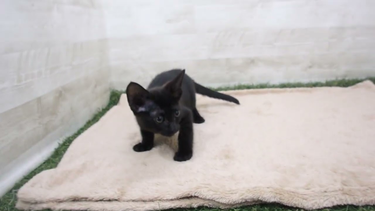 00592138 ボンベイ