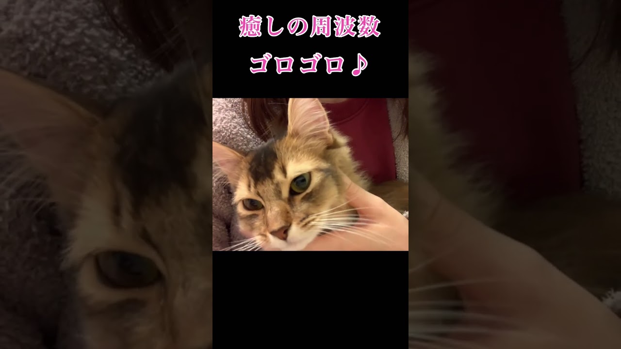 膝乗りゴロゴロ猫 #ソマリ #いやしねこ #しっぽ吸い