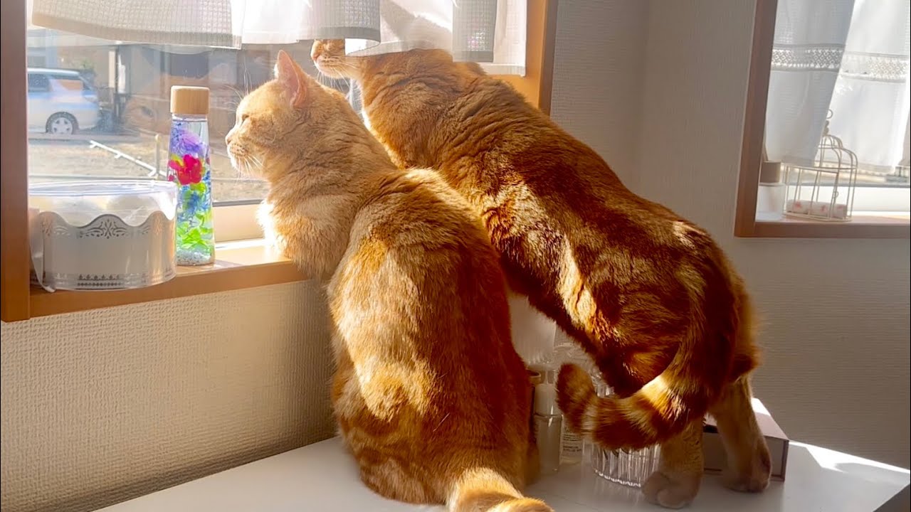 マンチカン兄弟はお外が気になって仕方がない！