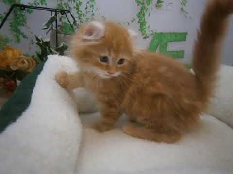 623065 アメリカンカール