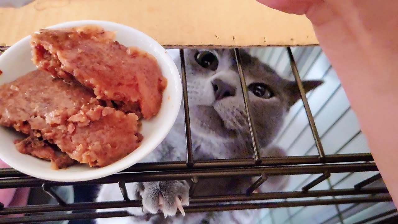 【猫動画】久しぶりのウェットフードに大興奮のロシアンブルー【russianbule】Russian blue excited about wet food after a long absence