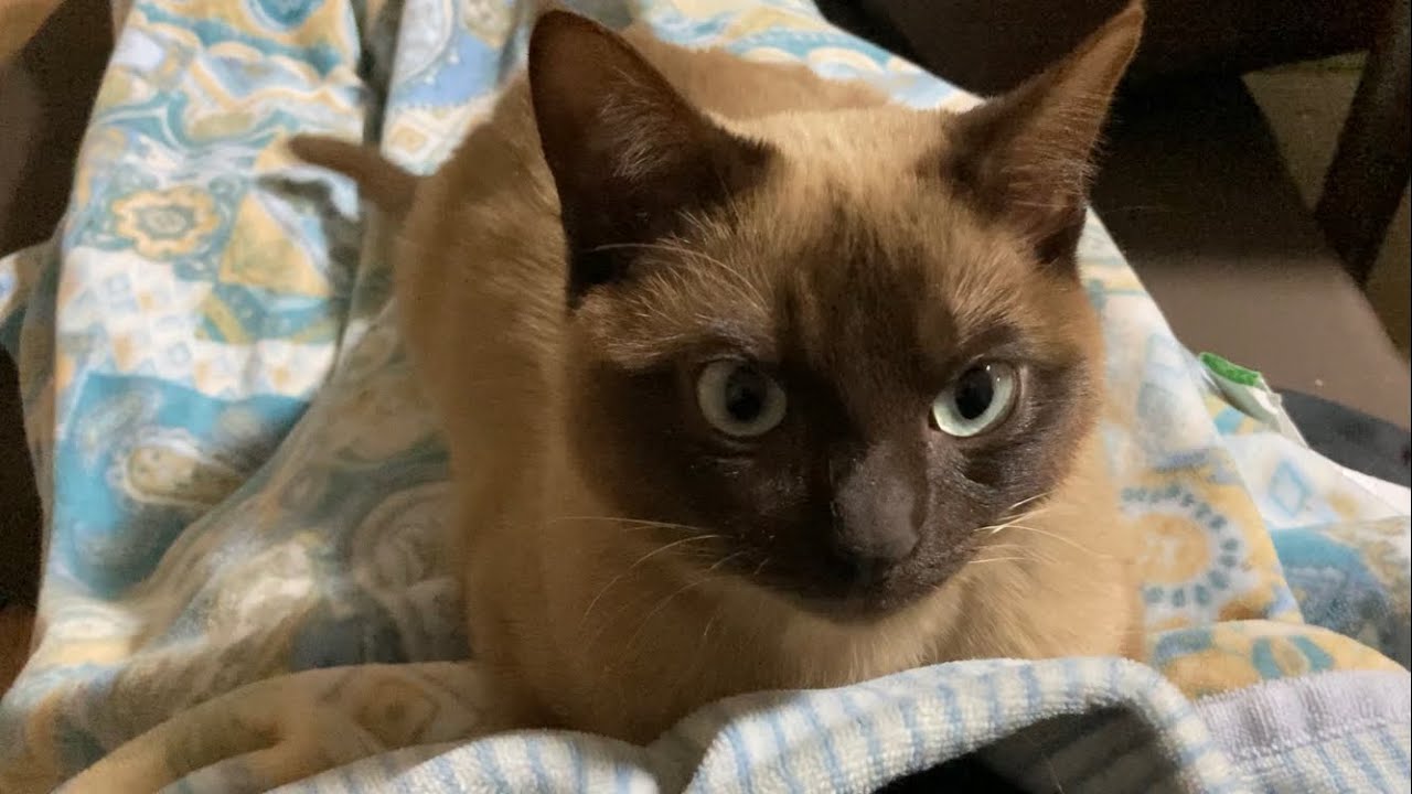 トンキニーズ 【2023/03/06】