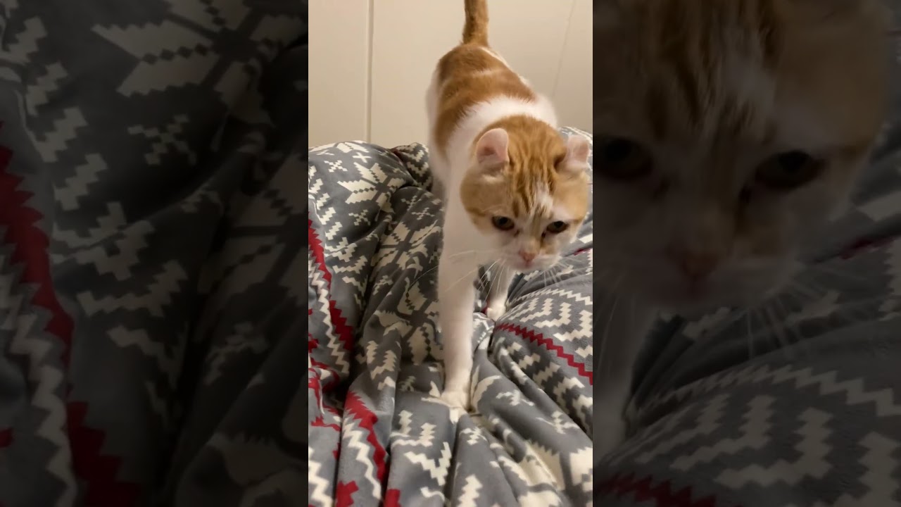 寝る時にベッドまで先行してくれる猫 #shorts  #猫 #アメリカンカール #cat