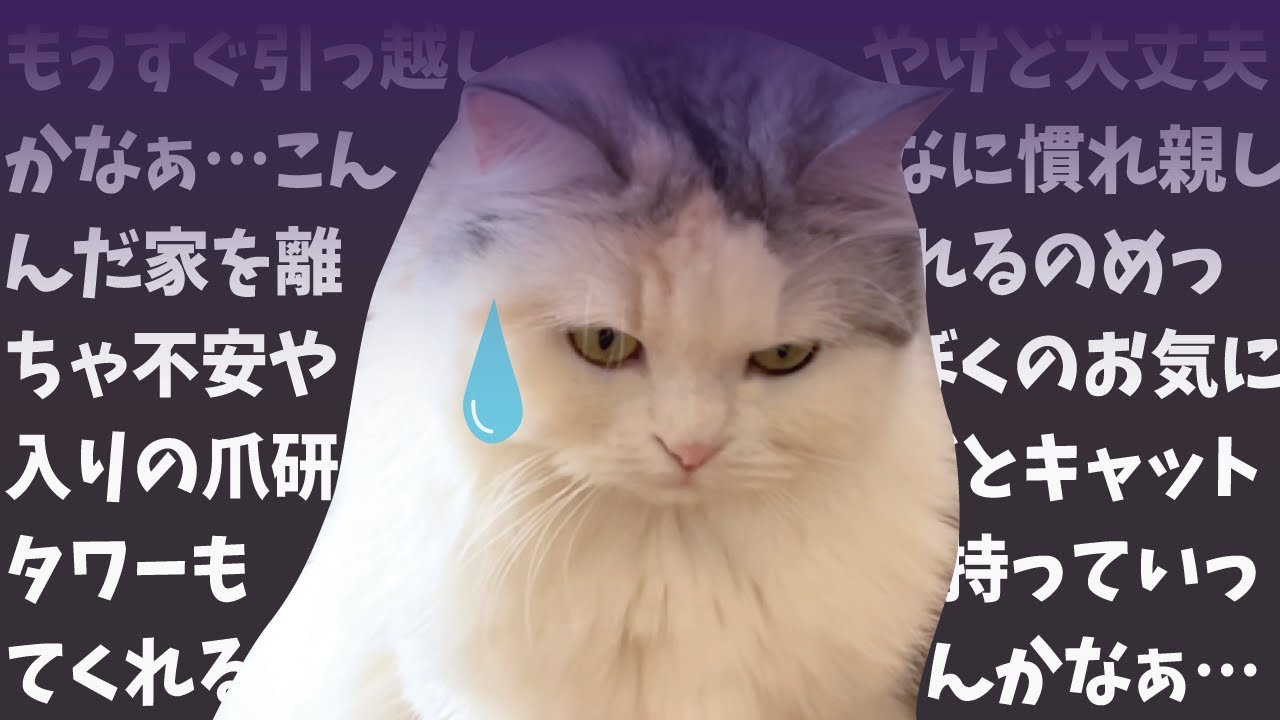 引っ越しが不安すぎてめちゃくちゃ落ち込む猫【関西弁でしゃべる猫】
