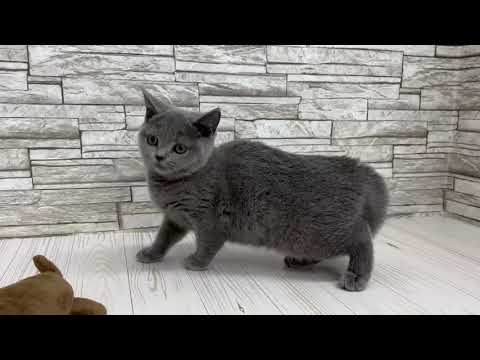 Coo&RIKU　No612606　ブリティッシュショートヘアー