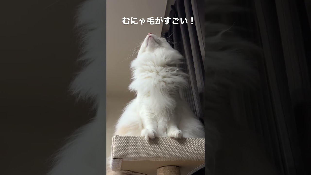 むにゃ毛がすごいノルウェージャンフォレストキャット