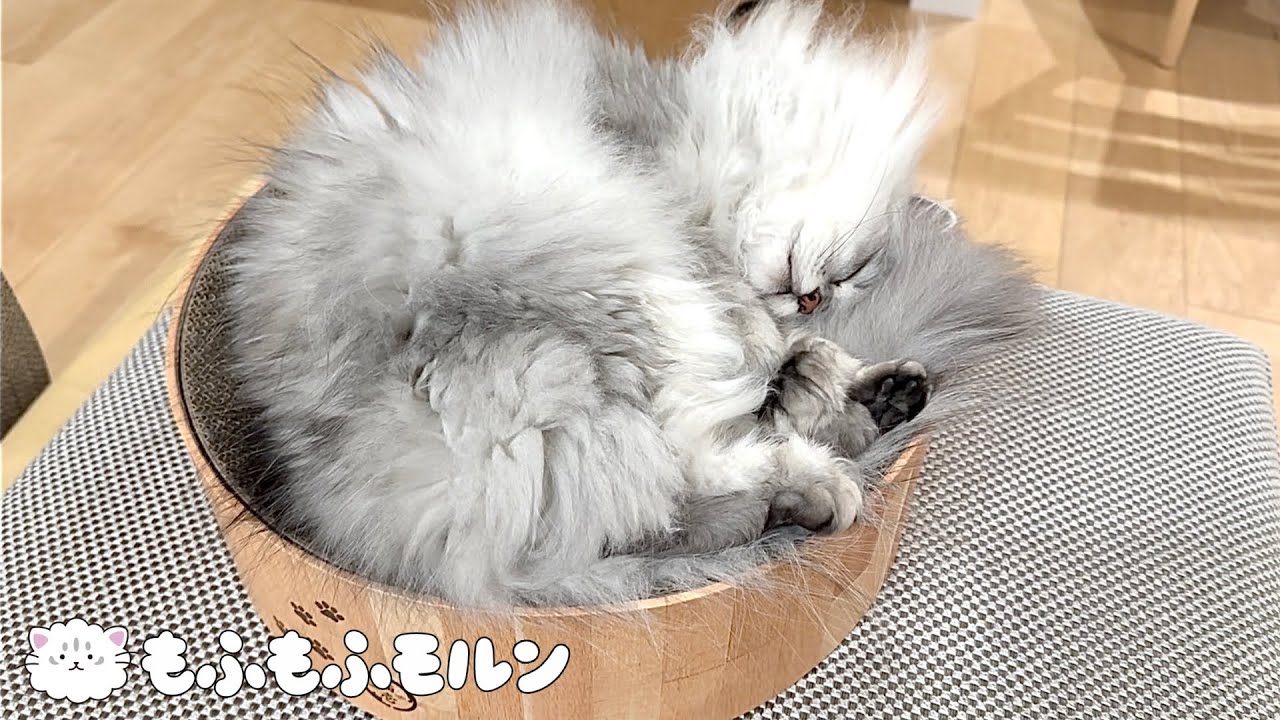 猫が寝る時にする可愛い行動をご覧ください 【サイベリアン】
