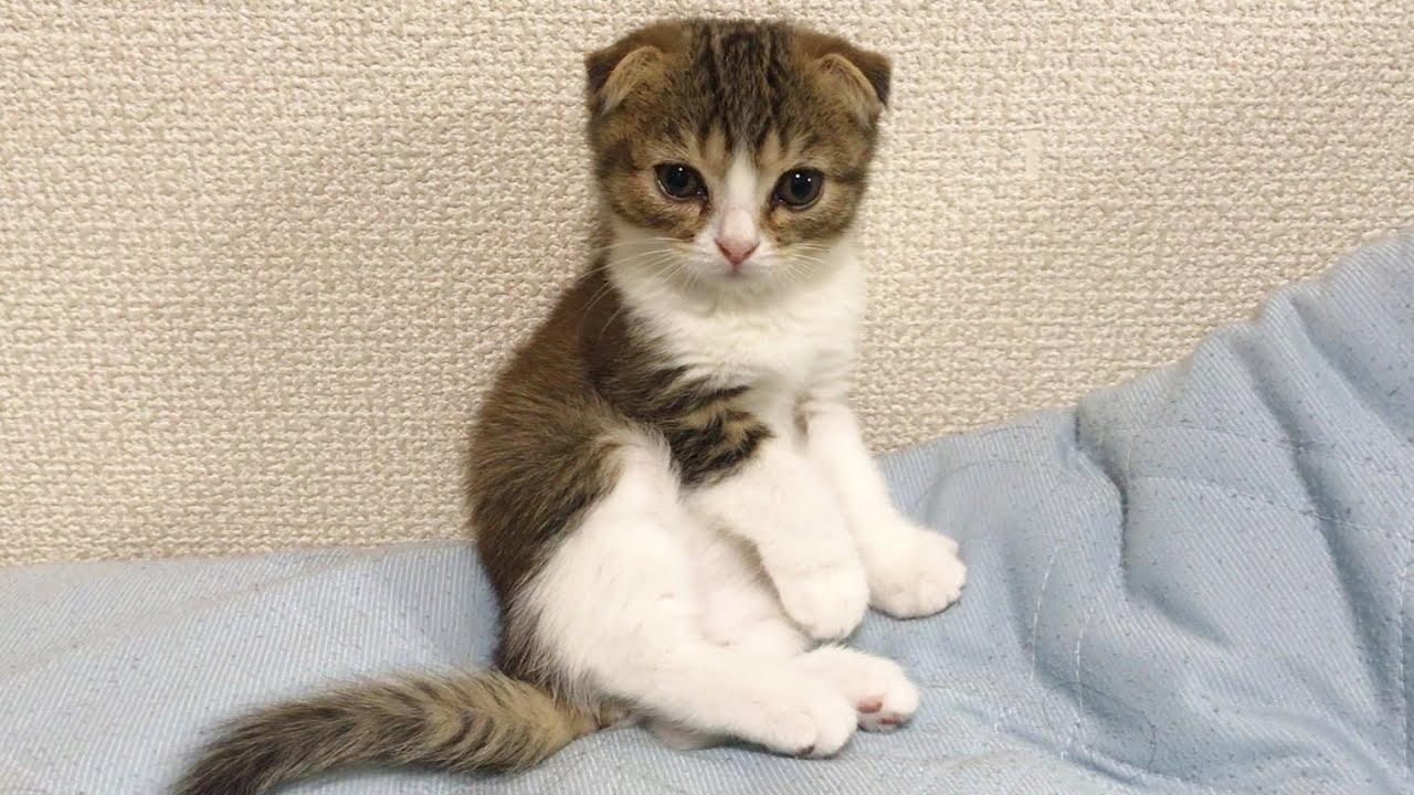 パパ猫が子猫に戻っちゃいました…w
