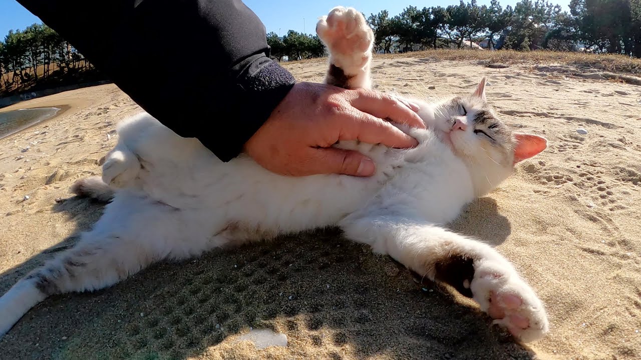 砂浜へ行くと、美猫のシャムミックスちゃんがお出迎えしてくれた