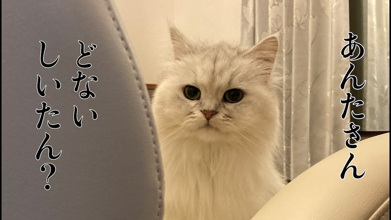 【セルカークレックス】黒猫の顔を見てのけぞる白猫/White cat bows down when it sees a black cat's face