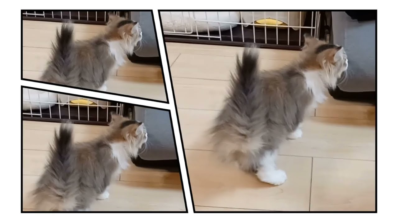 キンカロー飼いました！