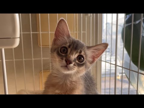 僕ちゃん面白いモノ見つけちゃった❣️【ソマリ】
