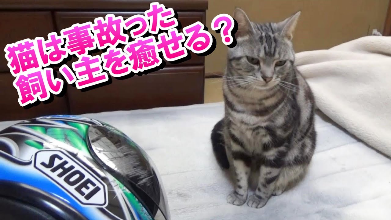 事故った飼い主と猫！癒してソラちゃん！（アメリカンショートヘア）