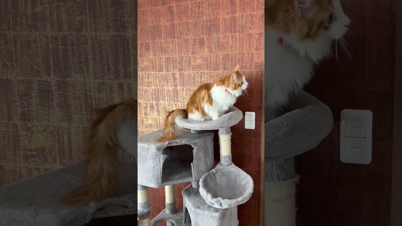 太陽の光を追う猫#shorts 【マリー（メインクーン）】