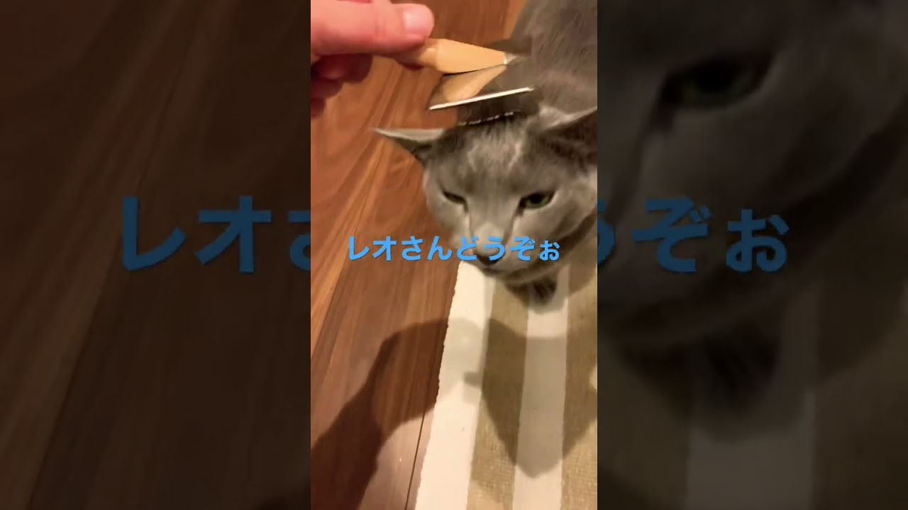 ブラシが気持ちよすぎて？😁#shorts #ねこ #こねこ #ロシアンブルー